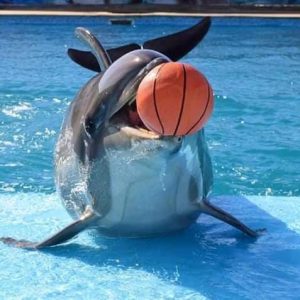 Dolphin Show in Sharm El Sheikh